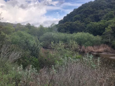 Native plants and trees surround the Arroyo Burro Estuary.