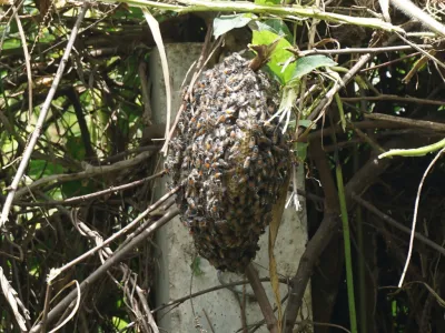 This image shows a bee hive 