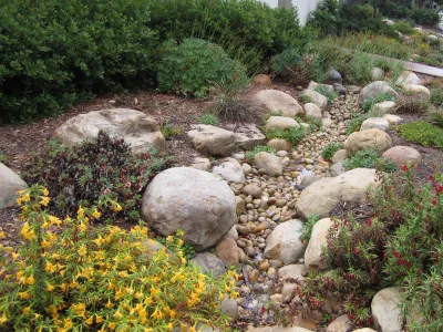 rain garden