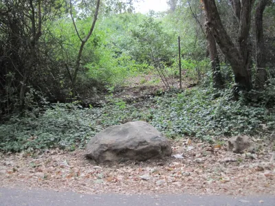 Trees along a creek in Santa Barbara