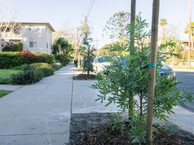 A recently Catalina Ironwood planted in a new tree basin 