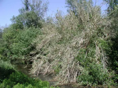 Invasive Arundo donax (giant reed) in a Santa Barbara creek.