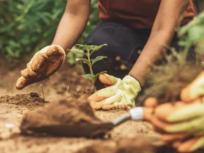 Stock image close up of someone planting a tree.