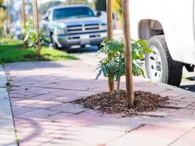 Newly planted street tree on Ortega St in Santa Barbara